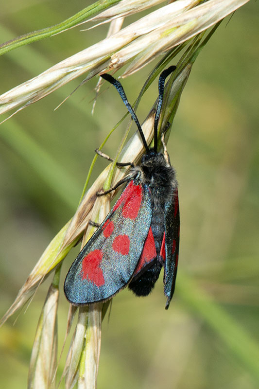 Specie di Zygaena di fine maggio - inizio luglio
